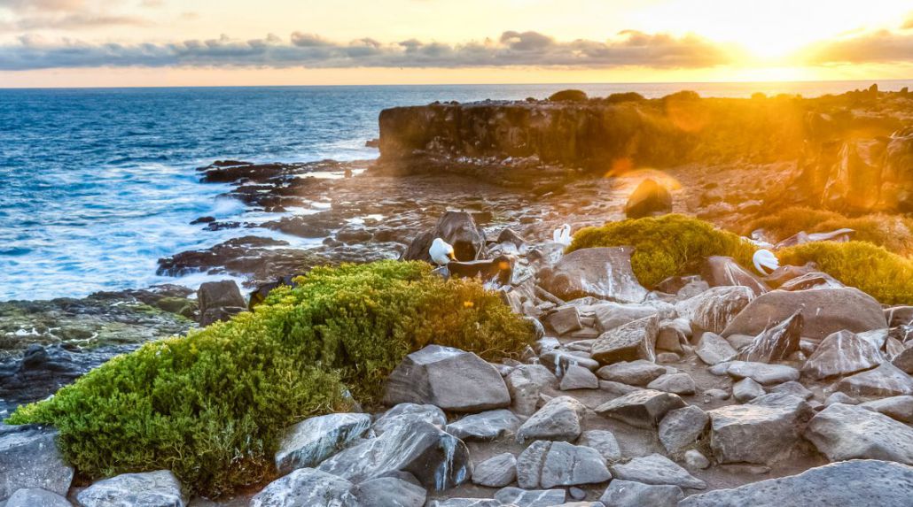 Wildlife Wonders: A Journey through the Galápagos